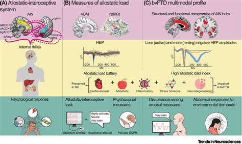 A predictive coding framework of allostatic–interoceptive overload in ...