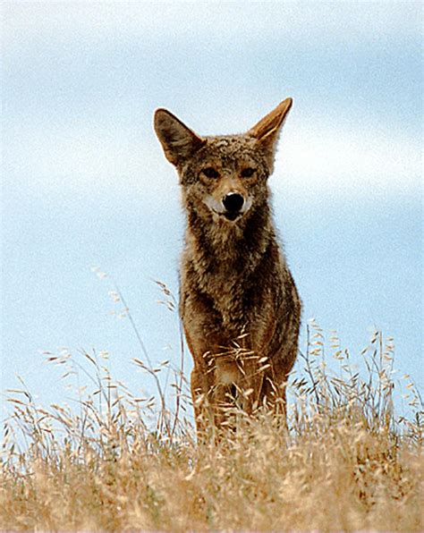 Morris: Daytime howling of coyotes sparks fear – The Mercury News