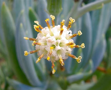 Senecio serpens - Cactus Jungle