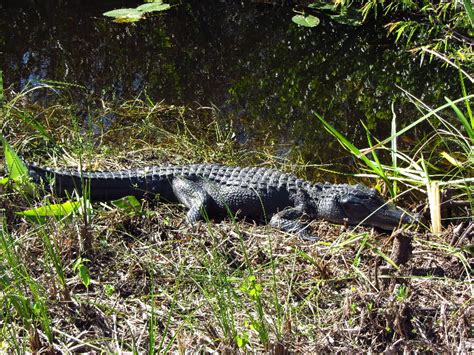 Shark-Valley-Visitor-Center-Everglades-National-Park-Miami-FL-023