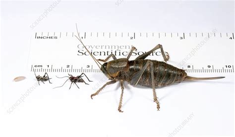 Mormon cricket life-stages - Stock Image - C010/9966 - Science Photo ...