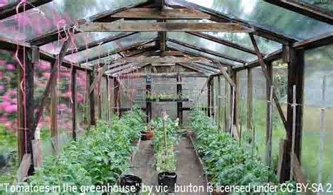 Growing Tomatoes In a Greenhouse: Some Practical Considerations