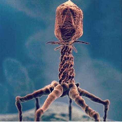 Medical Case Presentation 在 Instagram 上发布：“Real image of a bacteriophage t4, taken with an ...