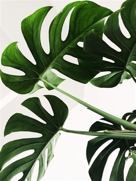 Minimalist Plant Wallpapers on WallpaperDog