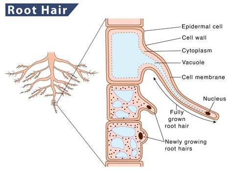 Root Hair - Definition, Structure, Function & Diagram