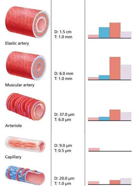 width px height the Anatomy Of The Smallest Blood Vessel smallest blood ...