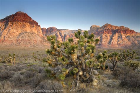 Joshua Tree | Red Rock Canyon, Las Vegas, Nevada. | Photos by Ron Niebrugge