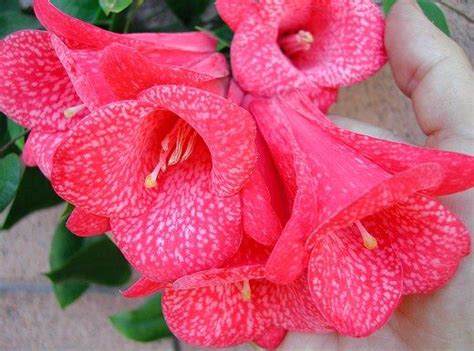 Lapageria rosea -- The Chilean Bellflower ("Copihue") | Unusual flowers ...