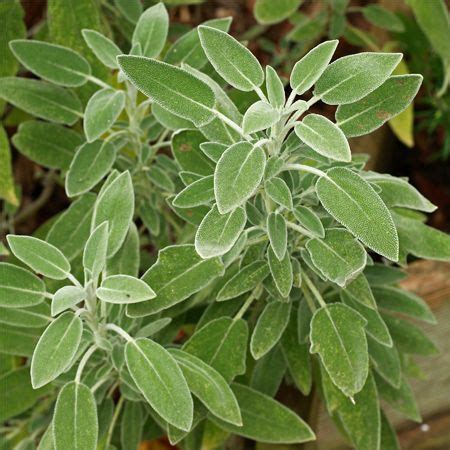 Sage | Description, Plant, Herb, Uses, & Facts | Britannica