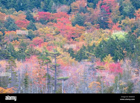 Fall Colors In Acadia National Park, Bar Harbor, Maine Stock Photo - Alamy