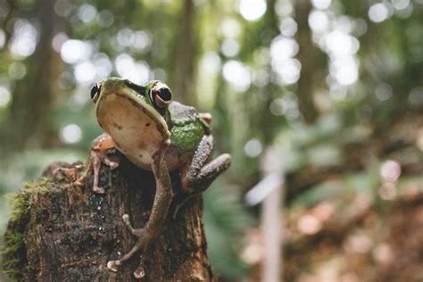 Wildlife Spotting in Borneo | Insight Guides