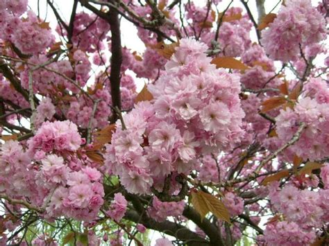 Foto gratis: primavera, albero, fiore