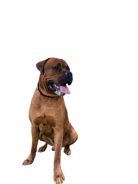 Boxweiler: Character & Ownership - Dog Breed Pictures - dogbible