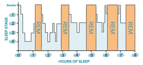 Rem Sleep Cycle Chart