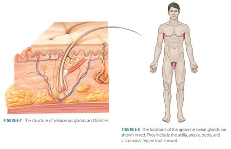 Eccrine Sweat Glands On Body