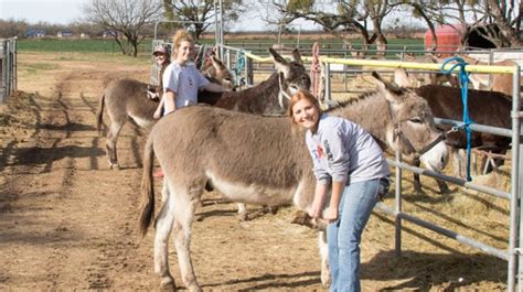 Peaceful Valley Donkey Rescue - Home