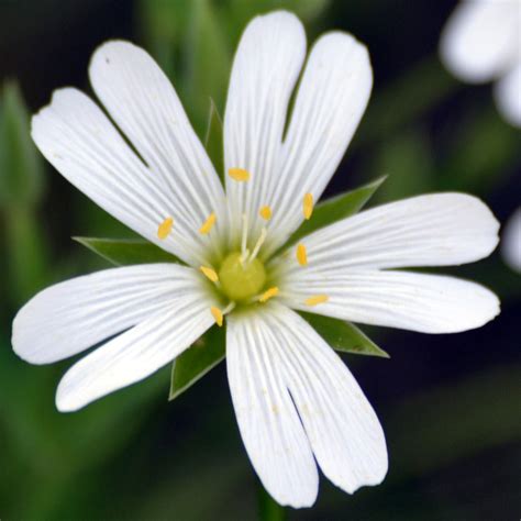 EN EL MONCAYO: Estrellada (Stellaria holostea)