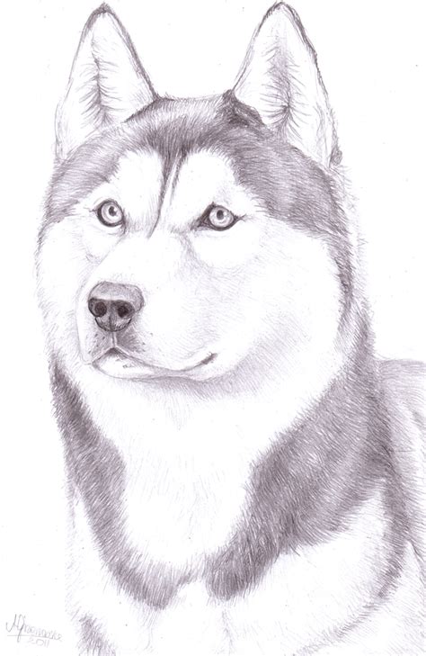 Husky Drawing, Pencil, Sketch, Colorful, Realistic Art Images | Drawing Skill