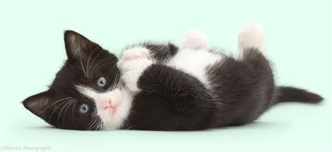 Black-and-white kitten lying on his back and looking cute photo WP42258