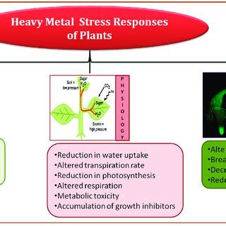 Examples of the usefulness of halophytes in particular phytoremediation... | Download Scientific ...