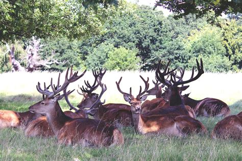 Le Renne ou Caribou, un habitant des contrées polaires - Lettre au Père Noël