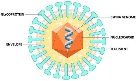 Microorganisms | Free Full-Text | Where do we Stand after Decades of Studying Human Cytomegalovirus?