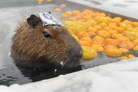 Japan's capybara enjoyed a yuzu bath to welcome the winter solstice - CGTN