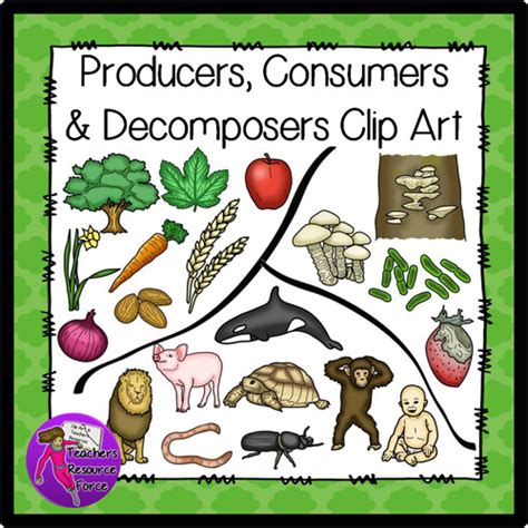 Producers, Consumers & Decomposers BUNDLE Clip Art