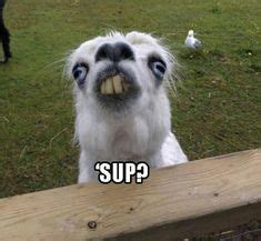 25 Llama memes ideas | llama, funny llama, funny animals