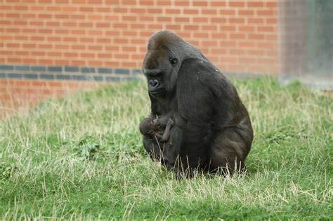 New baby gorilla at Twycross Zoo - Hinckley Times