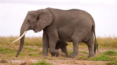 newborn baby elephant calf with mother e... | Stock Video | Pond5