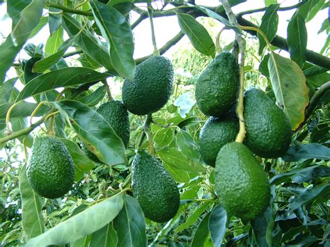 Avocados in Western Australia – overview | Agriculture and Food