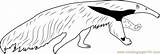 Giant Anteater Running Coloring Page For Kids  Free Printable sketch template