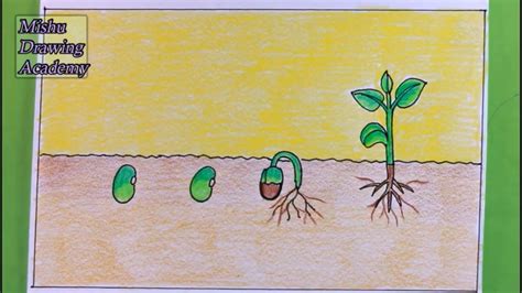 How TO Draw Seed Germination Drawing/Plant Germination Drawing Easy - Herbal Plant Power