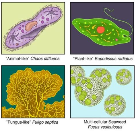 Kingdom Protista Characteristics, Classification,, 51% OFF