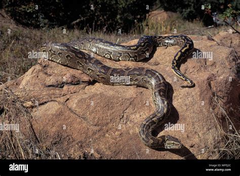 AFRICAN ROCK PYTHON Python sebae South Africa Stock Photo - Alamy