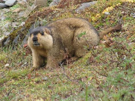 20 Amazing Himalayan Wildlife Found in Leh Ladakh