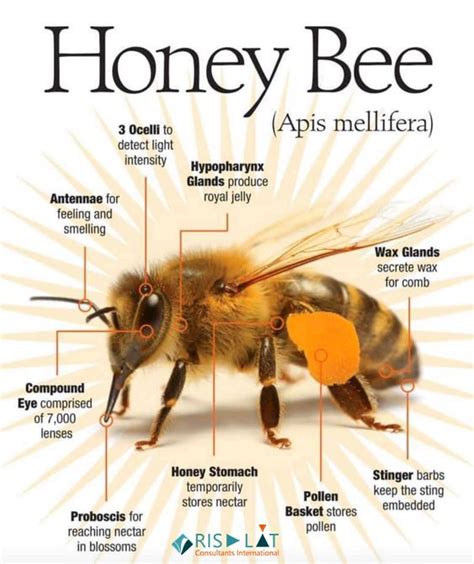 Honey Bee Facts, Honey Bees Keeping, Bee Friendly Garden, Backyard Beekeeping, Bees And Wasps ...