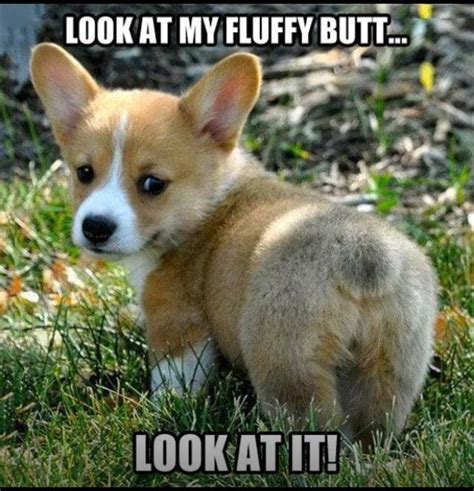 Corgi!!! | Funny animals, Cute animals, Cute dogs