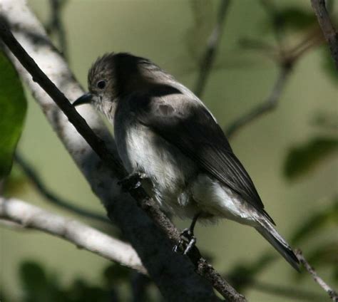 Honeyguide - Alchetron, The Free Social Encyclopedia