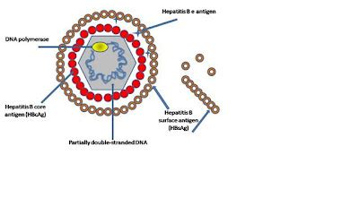 The Virology Blog: Specific Viral Families: Hepadnaviridae