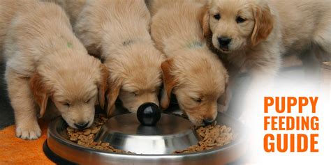 Puppy Feeding Guide – Frequency, Quantity, Ingredients & Tips