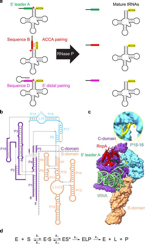 Structure and function of bacterial RNase P a RNase P (black arrow)... | Download Scientific Diagram