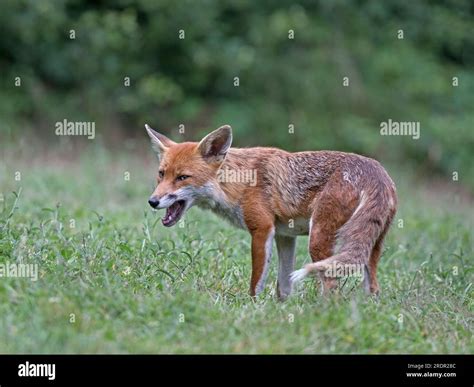 Red fox standing Stock Photo - Alamy