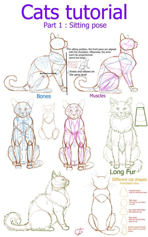 Cats tutorial - part 1 : Sitting position by Ctougas01 on DeviantArt in 2020 | Cat drawing ...