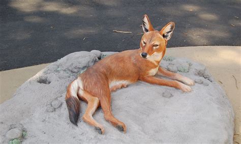 Ethiopian wolf - San Francisco Zoo & Gardens