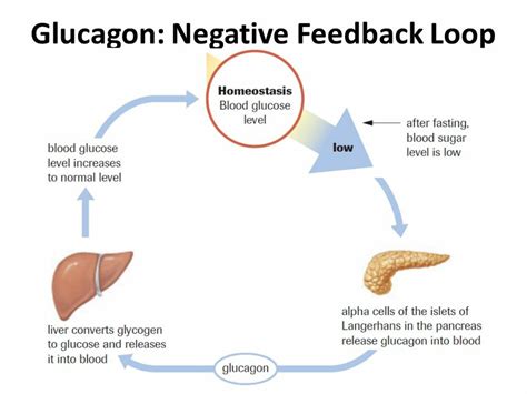 Glucose Homeostasis Feedback Loop