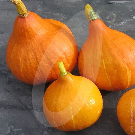 Squash Uchiki Kuri (Red Kuri) Seeds | Quality Seeds from Sow Seeds Ltd