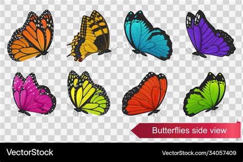 Butterflies side view isolated on transparent back