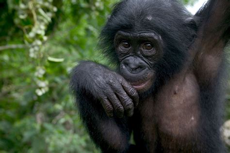 Bonobo Apes Express Empathy, Willingly Help Strangers